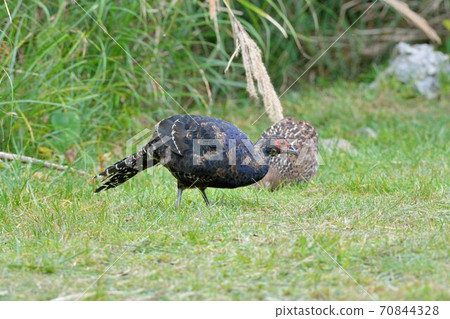 帝雉(Syrmaticus mikado),臺灣瀕危野生鳥類. 70844328