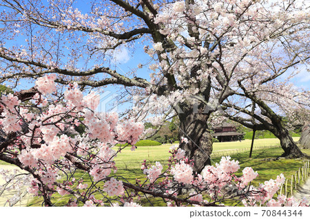 Sakura in Koishikawa Korakuen garden, Okayama, Japan Sakura in Koishikawa Korakuen garden, Okayama, Japan 70844344