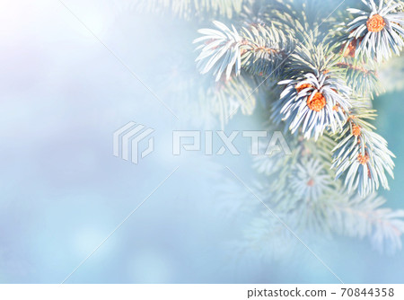 Horizontal Christmas background with branch of blue spruce Horizontal Christmas background with branch of blue spruce 70844358
