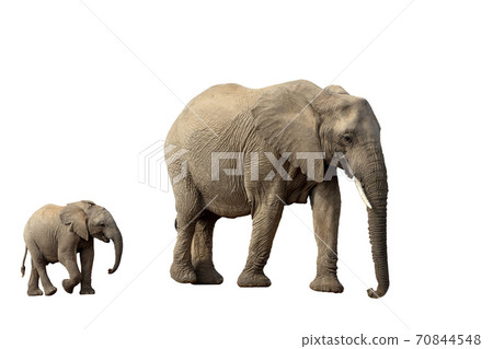 African Elephant Isolated On White 70844548