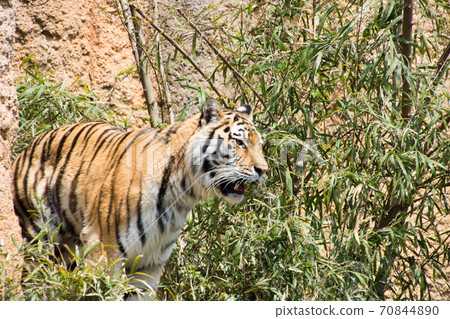 阿穆爾托拉 70844890