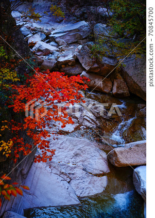 Seoraksan Maple in Seomyeon Yangyang-gun, Gangwon-do, Korea Seoraksan Maple in Seomyeon Yangyang-gun, Gangwon-do, Korea 70845700