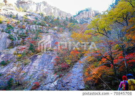 Seoraksan Maple in Seomyeon Yangyang-gun, Gangwon-do, Korea Seoraksan Maple in Seomyeon Yangyang-gun, Gangwon-do, Korea 70845708