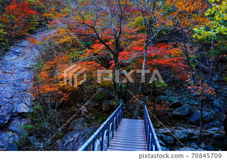 Seoraksan Maple in Seomyeon Yangyang-gun, Gangwon-do, Korea 70845709