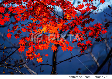 Seoraksan Maple in Seomyeon Yangyang-gun, Gangwon-do, Korea 70845750