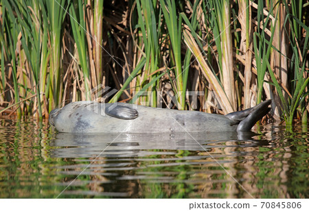 Common seal resting in shallow waters Common seal resting in shallow waters 70845806