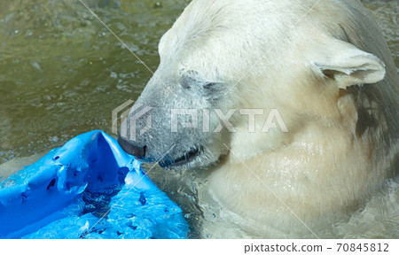 Polar Bear playing Polar Bear playing 70845812