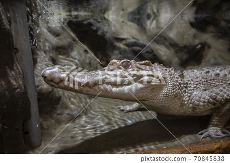 Head of a large crocodile close-up in the zoo Head of a large crocodile close-up in the zoo 70845838