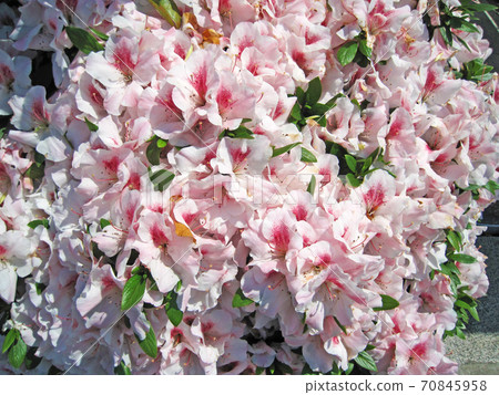 淺粉色杜鵑花 70845958