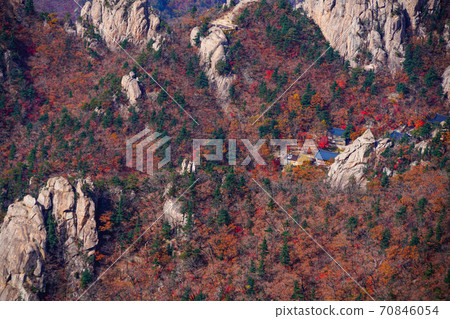 Seoraksan Maple in Seomyeon Yangyang-gun, Gangwon-do, Korea 70846054