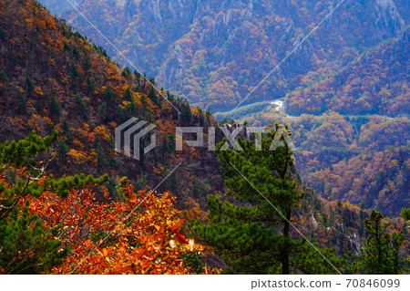 Seoraksan Maple in Seomyeon Yangyang-gun, Gangwon-do, Korea 70846099