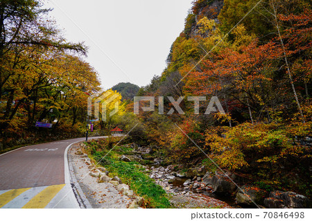 South Korea Gangwon-do, Jeongseon-gun, Nam-myeon, Mindongsan silver grass 70846498