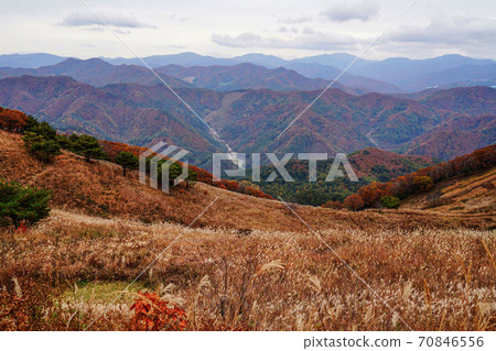 South Korea Gangwon-do, Jeongseon-gun, Nam-myeon, Mindongsan silver grass South Korea Gangwon-do, Jeongseon-gun, Nam-myeon, Mindongsan silver grass 70846556