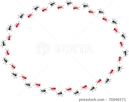 Ant procession 6 70846571