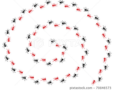 Ant procession 4 70846573