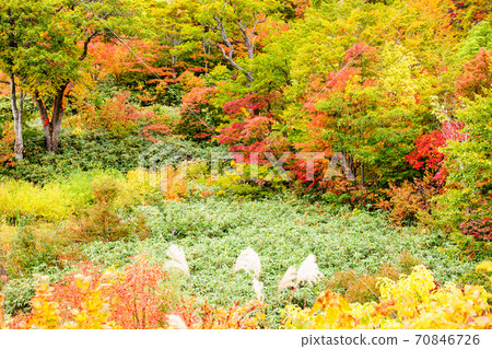 Autumn leaves in Japan, Hachimantai, Akita Prefecture Autumn leaves in Japan, Hachimantai, Akita Prefecture 70846726