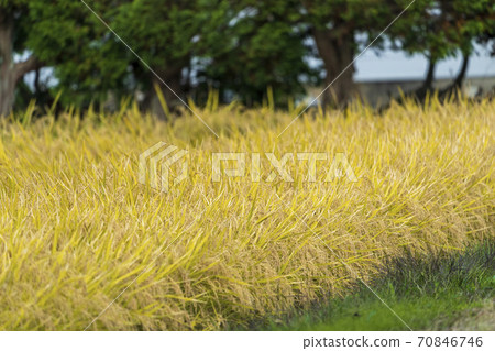 Inawashiro Town, Fukushima Prefecture, just before harvest Inawashiro Town, Fukushima Prefecture, just before harvest 70846746