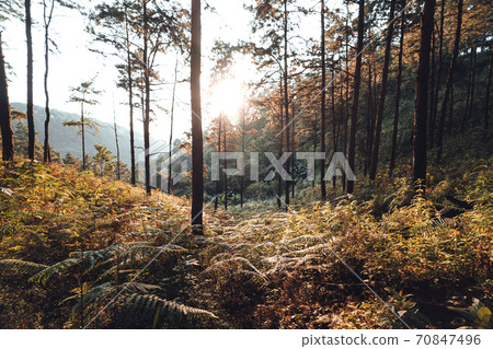 In the forest, trees with warm light in the evening. 70847496