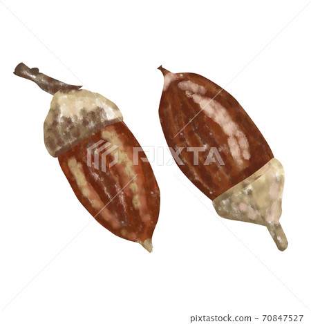 Hand-painted watercolor style acorn illustration 70847527