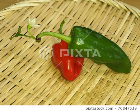 green pepper  70847539