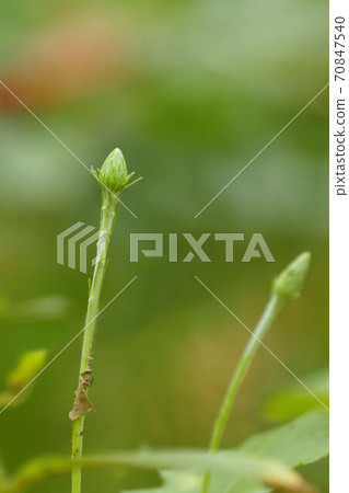 Fall flower fall type Senbon Yari 70847540