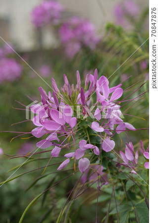  Cleome 70847876