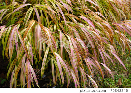 Forest grass leaves dyed in autumn colors 70848246