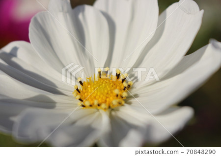 Cosmos field Cosmos field 70848290