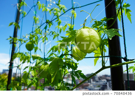 扶桑風月在公寓的陽台上 70848436