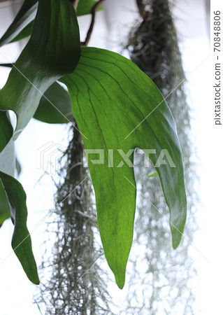 比卡久田田葉 70848806