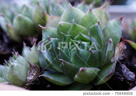 Succulent plants Succulent plants 70848808