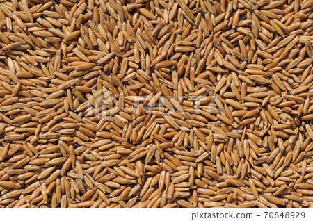 燕麥小麥種子-簡單的背景圖像 70848929