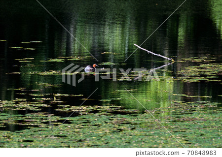 View of the pond with little grebes 70848983