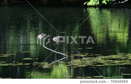 View of the pond with little grebes View of the pond with little grebes 70848989
