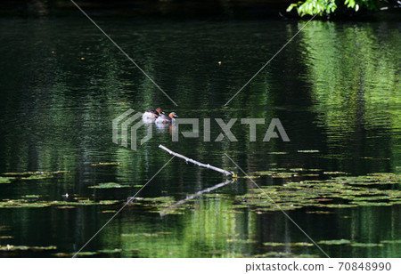 View of the pond with little grebes View of the pond with little grebes 70848990