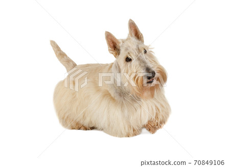 Cute Scottish Terrier dog isolated on white background 70849106