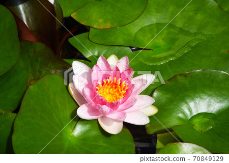 Biotope water lily flower Biotope water lily flower 70849129