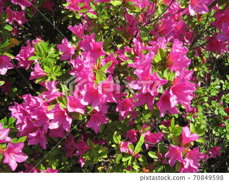 Pink azalea flowers Pink azalea flowers 70849598