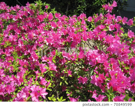 Pink azalea flowers Pink azalea flowers 70849599