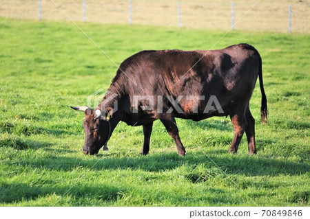 Japanese beef Japanese beef 70849846