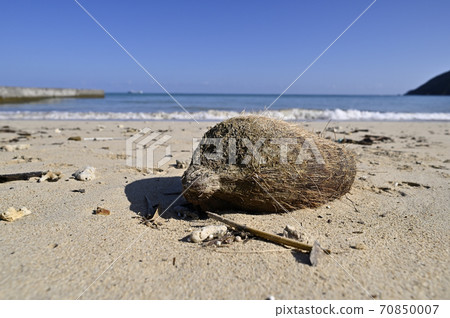 Palm fruits washed ashore on the coast of Amami Oshima 70850007