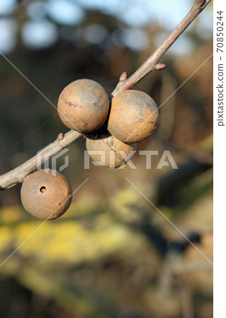 Oak marble galls on twig Oak marble galls on twig 70850244