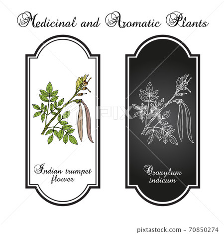 Midnight horror, or Indian trumpet flower Oroxylum indicum , medicinal plant Midnight horror, or Indian trumpet flower Oroxylum indicum , medicinal plant 70850274