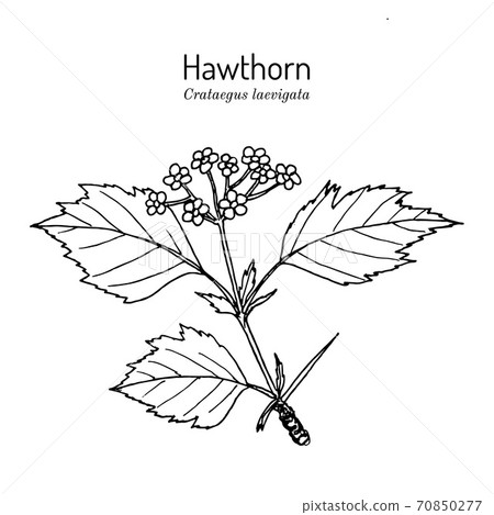 English hawthorn Crataegus laevigata , or mayflower, medicinal plant English hawthorn Crataegus laevigata , or mayflower, medicinal plant 70850277