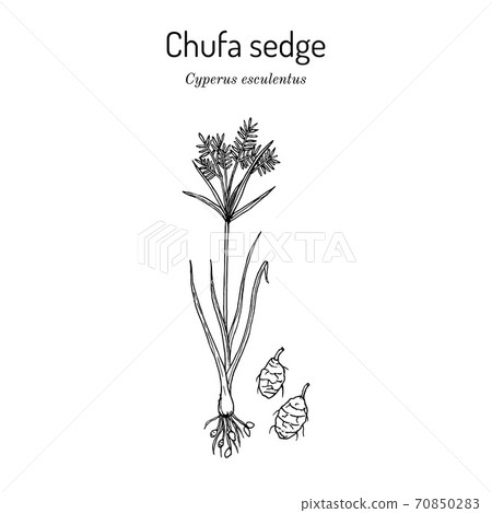 Chufa sedge Cyperus esculentus , or nut grass, yellow nutsedge, earth almond, edible and medicinal plant Chufa sedge Cyperus esculentus , or nut grass, yellow nutsedge, earth almond, edible and medicinal plant 70850283