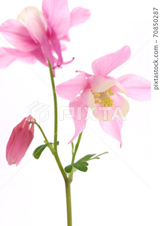 Miyama columbine red flower pink flower wild grass white background Miyama columbine red flower pink flower wild grass white background 70850287
