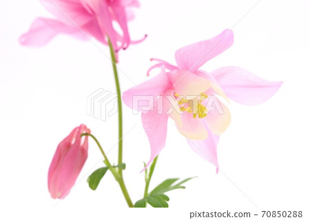 Miyama columbine red flower pink flower wild grass white background Miyama columbine red flower pink flower wild grass white background 70850288