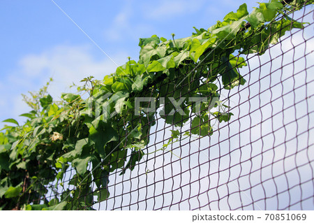 Ivy entwined on the net Ivy entwined on the net 70851069