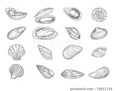 Oyster. Seafood gourmet products natural fresh shells vector doodle collection Oyster. Seafood gourmet products natural fresh shells vector doodle collection 70851158