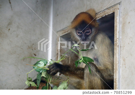 Black-handed spider monkey 70851299